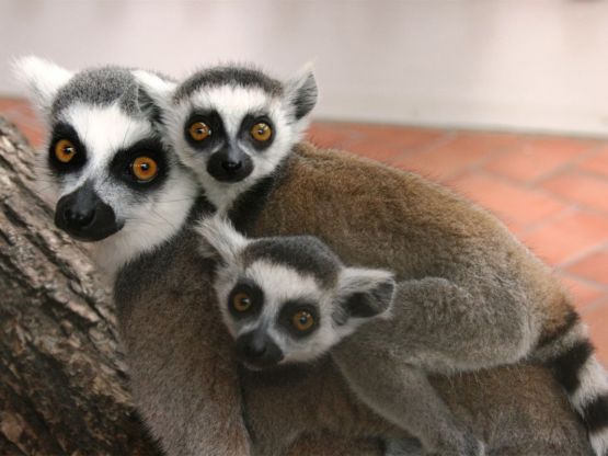 Zwei Lemurenbabies auf dem Rücken ihrer Mutter. Alle drei gucken in die Kamera.